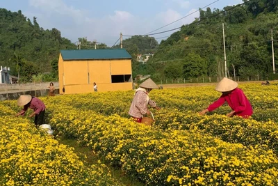 Tản văn "Mùi Tết"