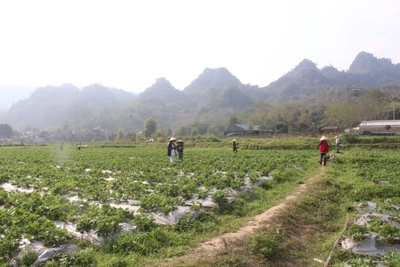 Thúc đẩy tiến độ giải ngân vốn Chương trình MTQG xây dựng nông thôn mới