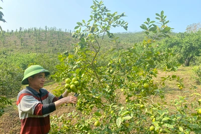 Trồng cây chanh bông tím cho quả quanh năm