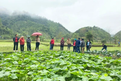 Đôn Phong nỗ lực giảm nghèo bền vững