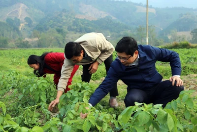 Mỹ Thanh: Người dân tập trung sản xuất ngay từ đầu năm