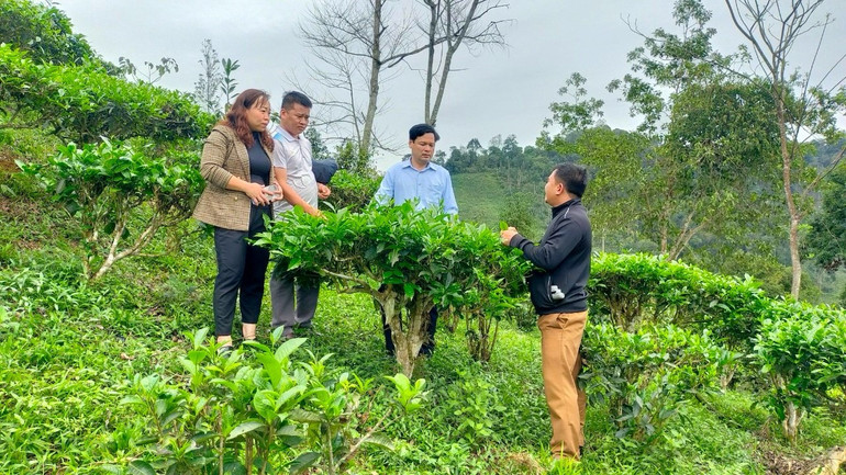 Lãnh đạo Hội Nông dân tỉnh thăm mô hình phát triển cây chè của HTX nông nghiệp Bản Mộc, xã Yên Hân (Chợ Mới). z5910516023027-24c86081c312140b27194fc909beba43-5869.jpg