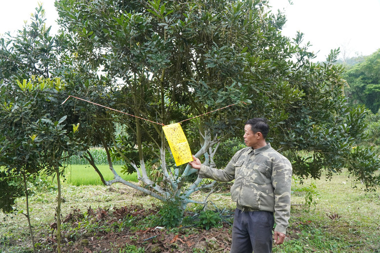 Im Macadamia-Garten der Familie von Herrn Quoc werden Klebeschalen zum Schutz vor Fruchtfliegen verwendet. dsc08529.jpg