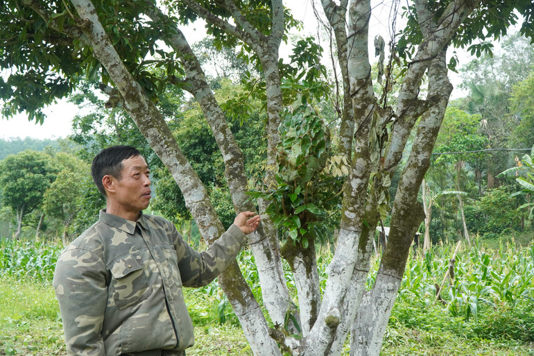 Das gelbe Ameisennest wird von Herrn Hoang Van Quoc auf einem Litschibaum gezüchtet. dsc08516.jpg