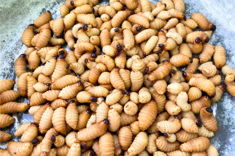 Nhộng móc có giá từ 250.000 - 300.000 đồng/kg. 321-1326.jpg