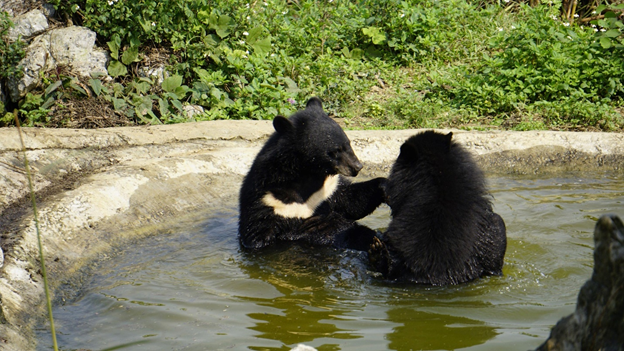 Gấu được chăm sóc, bảo vệ an toàn ở Cơ sở bảo tồn gấu Ninh Bình. Ảnh: Four Paws. Gấu NB 2.png