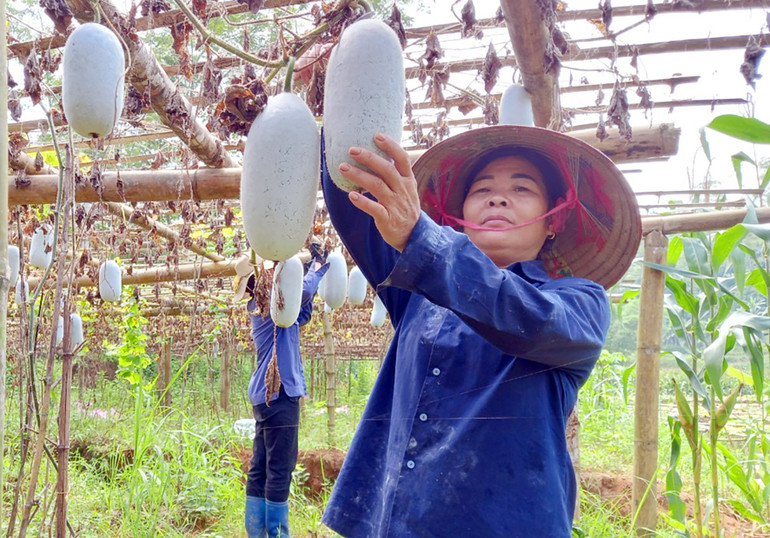 Bà con nông dân xã Địa Linh phấn khởi thu hoạch vụ bí thơm 2024. Bí thơm 3.jpg