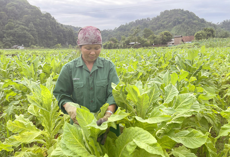 Nông dân xã Sỹ Bình (Bạch Thông) tập trung thu hoạch cây thuốc lá.