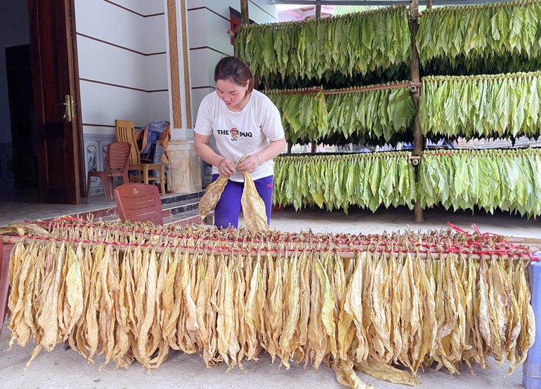 Những mẻ sấy thuốc lá đầu tiên của gia đình chị Đặng Thị Hạnh, ở thôn Nà Chúa, xã Thuần Mang (Ngân Sơn) cho mẫu mã, chất lượng tốt.