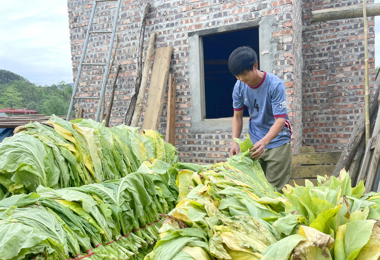 Vụ thuốc lá năm nay gia đình anh Lương Ngọc Tư sẽ có thêm nguồn thu đáng kể.