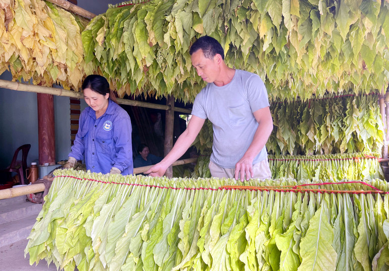 Gia đình anh Trần Văn Chung với hơn 10 năm gắn bó với cây thuốc lá, phấn khởi vì vụ thuốc lá năm nay được mùa, được giá.