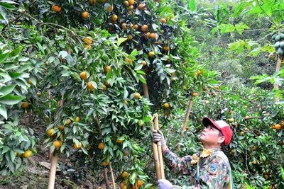 Cây trồng lợi thế mang lại đời sống ấm no