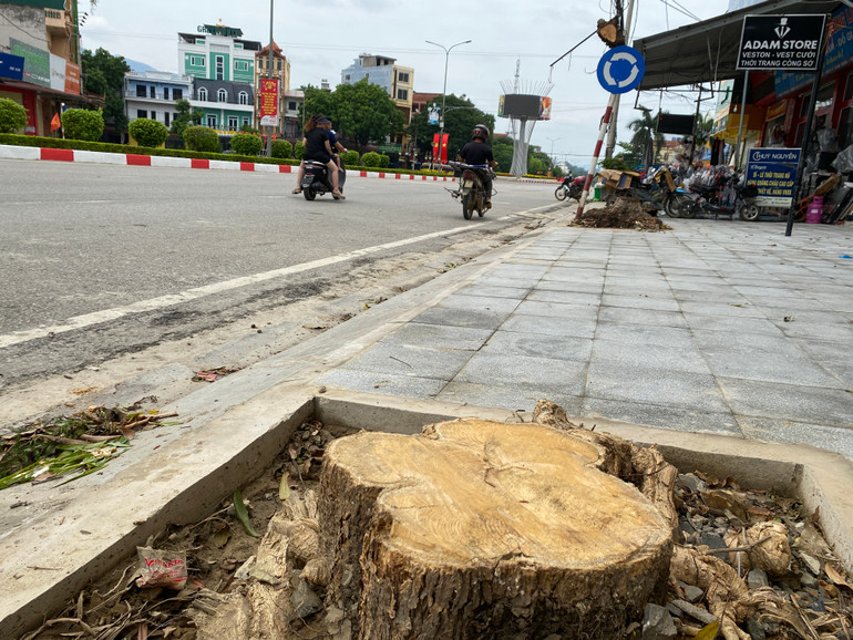 Một số cây đã trồng nhiều năm, đường kính gốc khoảng 40cm. IMG_4782.JPG