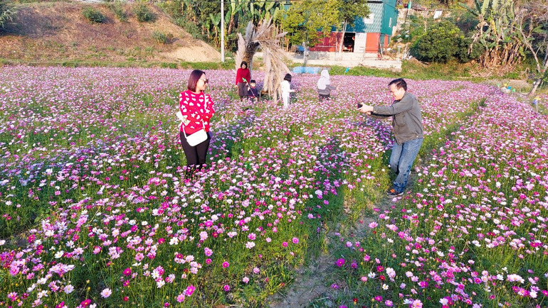 Vẻ đẹp giản dị, mộc mạc của hoa cánh bướm thu hút du khách check-in.