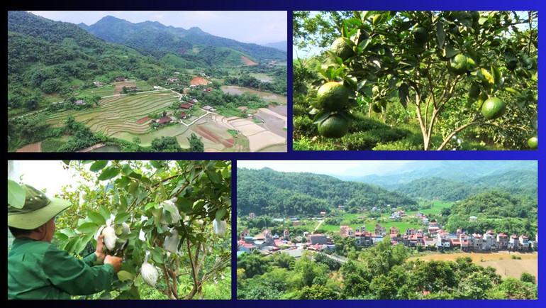 Huyện Pác Nặm quy hoạch vùng trồng cây có thế mạnh để từng bước phát triển theo hướng hàng hóa.