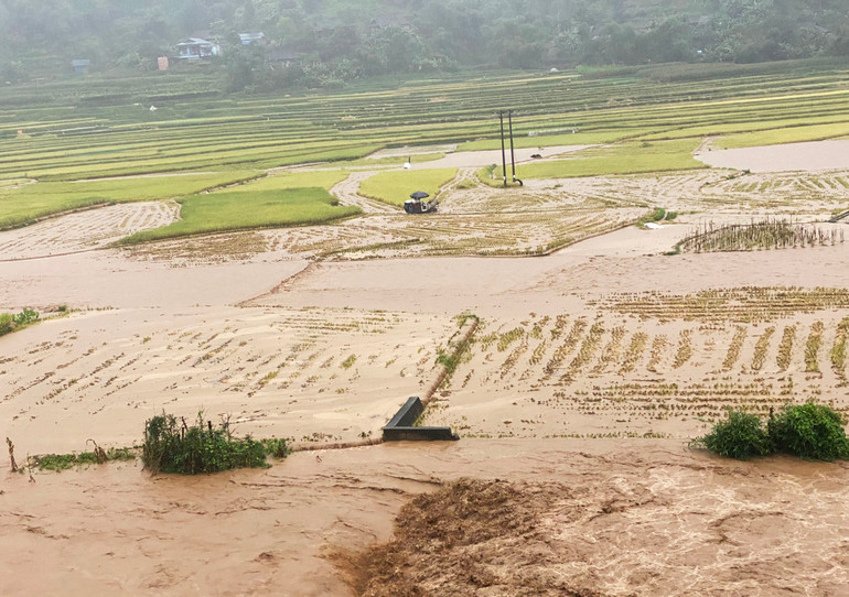 Mặc dù người dân tổ chức gặt lúa với phương châm "xanh nhà hơn già đồng", tuy nhiên một số diện tích chưa kịp gặt vẫn bị ảnh hưởng do mưa lớn. 2.jpg