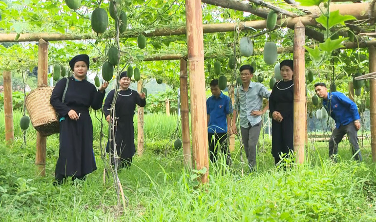 Sản phẩm từ quả bí xanh thơm của người dân huyện Ba Bể đang có mặt tại nhiều tỉnh thành trong cả nước, được thị trường đón nhận. 5423.jpg