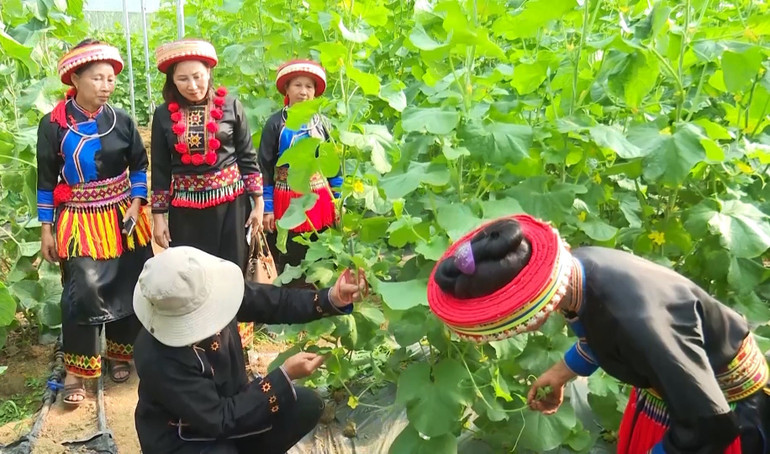 Đồng bào các dân tộc thiểu số ở Ba Bể có nhiều cơ hội được tiếp cận các giống mới và áp dụng khoa học kỹ thuật vào canh tác, góp phần nâng cao thu nhập. 65354.jpg