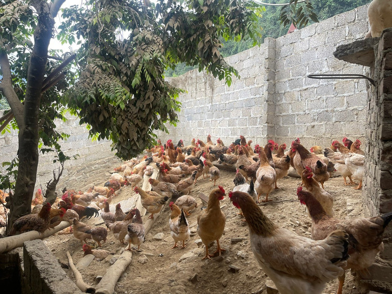 Giống gà Ta Lò của gia đình anh Nguyễn Văn Đạt ở phường Xuất Hóa hiện đang có giá 100.000 đồng/kg, đây là giống có đặc điểm gần với gà ta. ga-ta.jpg