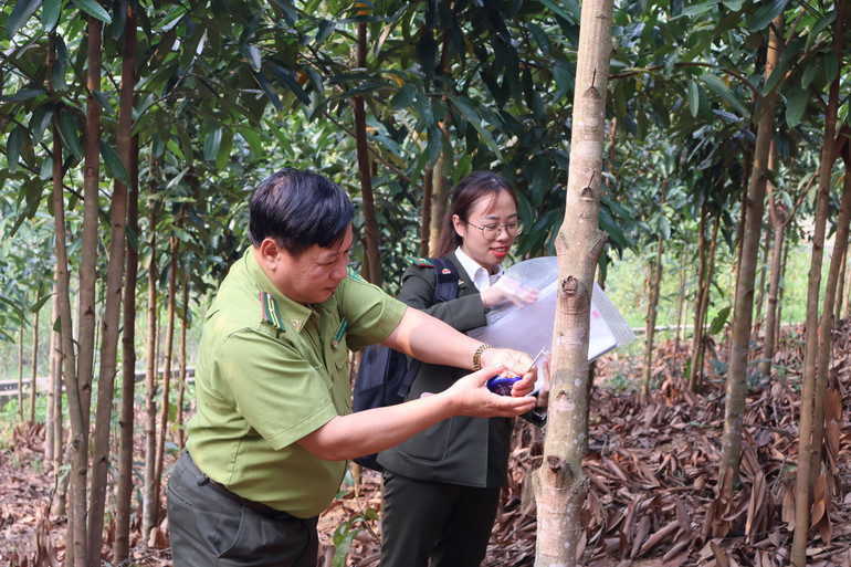 Đồi quế của một hộ dân xã Kim Lư (Na Rì) đang phát triển tốt. Trong ảnh: Cán bộ kiểm lâm huyện Na Rì đo đường kính của cây quế. que.jpg