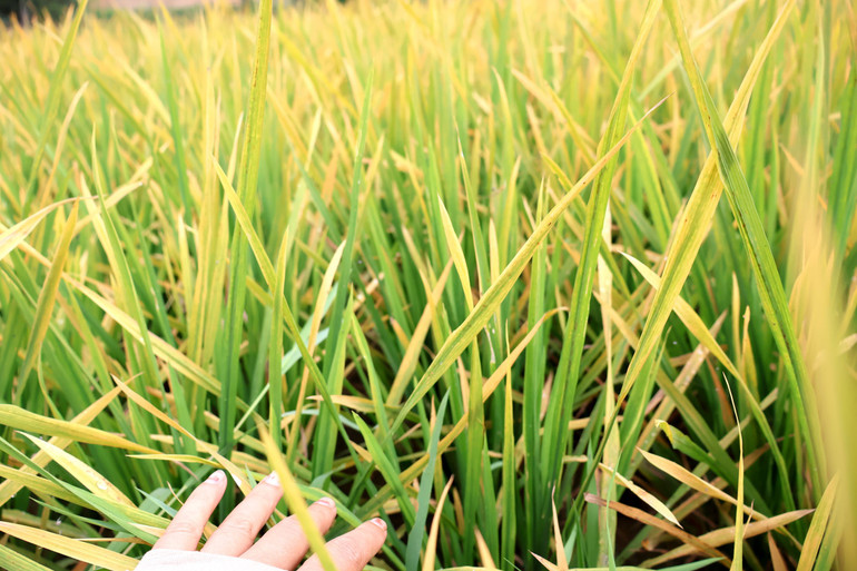 Có rất nhiều nguyên nhân gây hại như nấm, vi khuẩn, rầy nâu gây bệnh trên cây lúa. co-3.jpg