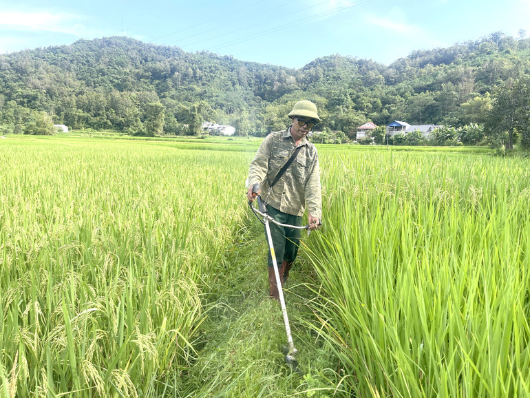 Nhiều địa phương lúa đã thời kỳ trỗ bông, sức gió mạnh nên nguy cơ gãy đổ cây rất cao. lua.jpg