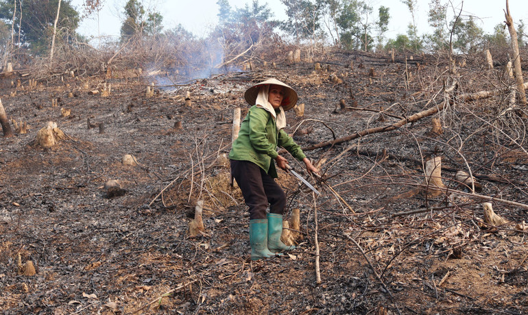 Bà Trương Thị Bồng, xã Kim Lư (huyện Na Rì) xử lý thực bì lua-1.jpg
