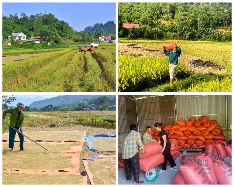 Thời tiết nắng ráo thuận lợi cho việc thu hoạch, phơi lúa. dong-bao.png