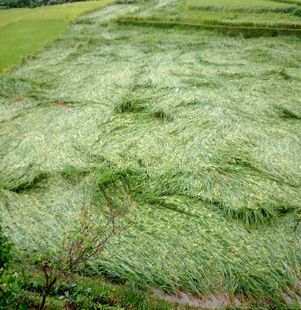 Một ruộng lúa tại xã Sỹ Bình, huyện Bạch Thông bị gãy đổ. lua 2.jpg