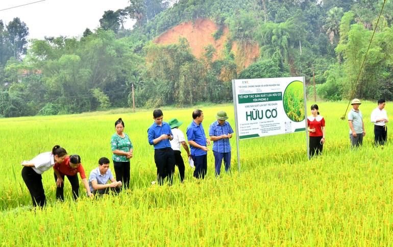 Xã Yên Phong (Chợ Đồn) là địa phương có hơn 16ha ruộng lúa đạt chứng nhận tiêu chuẩn hữu cơ. yen-1.jpg