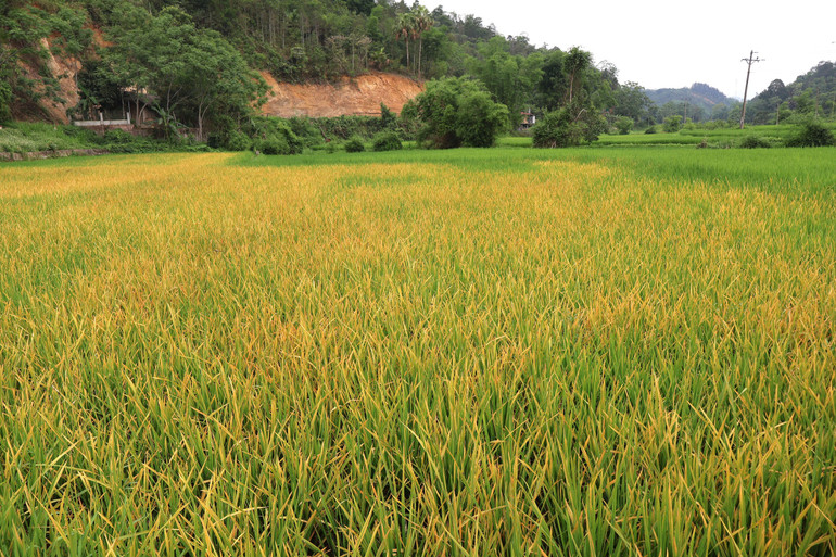 Một đám ruộng tại xã Thanh Vận nhiễm bệnh nặng với các biểu hiện vàng lá, cháy lá. co-4.jpg