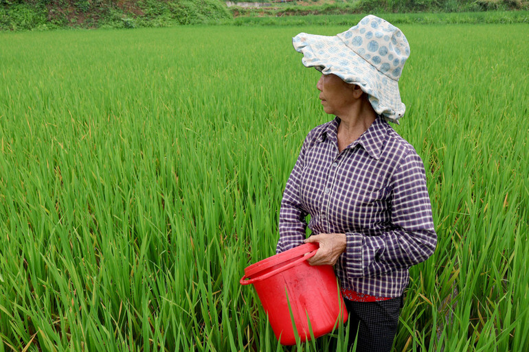 Để cứu lấy ruộng, bà Hà Thị Vị (xã Thanh Mai, Chợ Mới) đã phun phòng nhiều lần, kết hợp tưới đạm với mong muốn lúa xanh tốt trở lại. co1.jpg