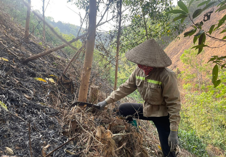 Một số hộ dân ở xã Cao Kỳ (huyện Chợ Mới) chặt bỏ cây keo bệnh. cay keo.jpg
