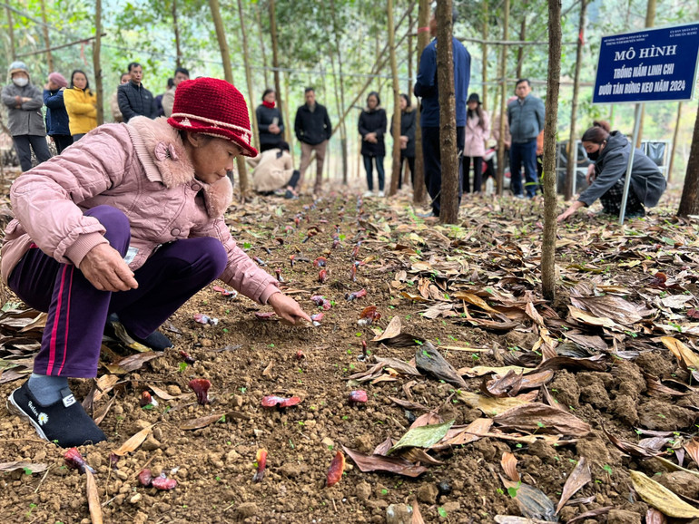Những cây nấm linh chi đầu tiên được trồng dưới tán rừng tại xã Thuần Mang (huyện Ngân Sơn). tan-rung.jpg