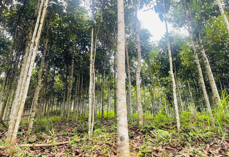 ប្រជាជននៅឃុំ Yen Cu (Cho Moi) ភាគច្រើនអភិវឌ្ឍសេដ្ឋកិច្ចរបស់ពួកគេពីការដាំព្រៃឈើដែលក្នុងនោះ cinnamon និង star anise គឺជាដំណាំចម្បង។ rung-que.jpg