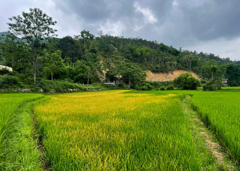 Ruộng bị bệnh có hiện tượng vàng lá. vang.jpg