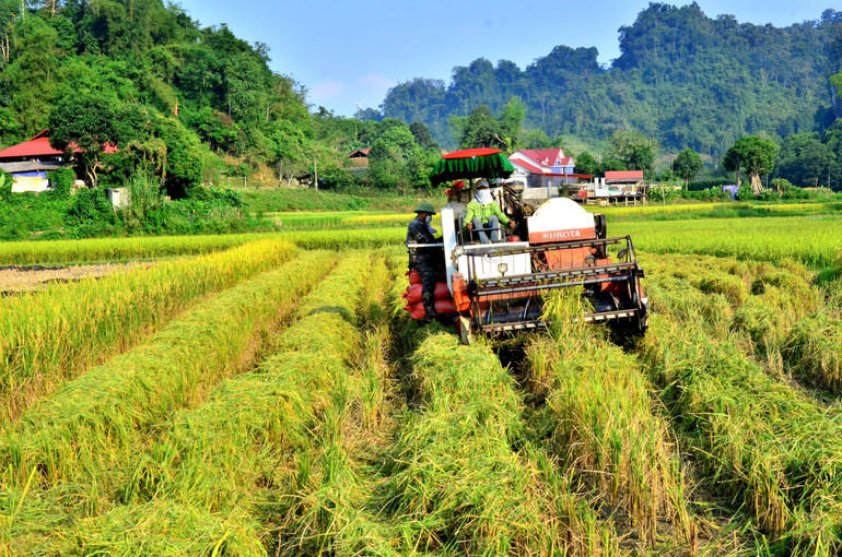 Các địa phương áp dụng cơ giới hóa vào sản xuất, trong đó có thu hoạch, giúp giải phóng sức người, tiết kiệm thời gian. minh.jpg