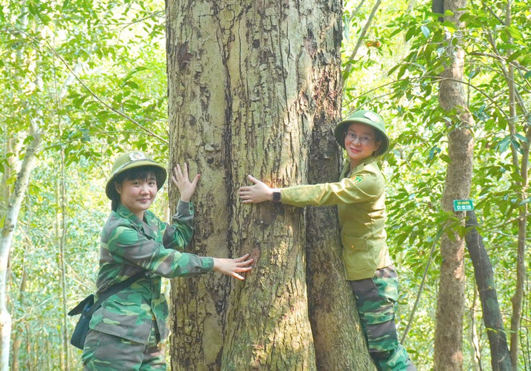 Những cây nghiến cổ thụ có tuổi đời hàng trăm năm tại Khu bảo tồn Loài-sinh cảnh Nam Xuân Lạc. xuan-1.jpg