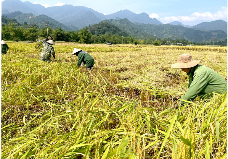 Ngành chuyên môn khuyến cáo sau thu hoạch bà con có thể xử lý rơm rạ làm phân bón hữu cơ. vi.jpg