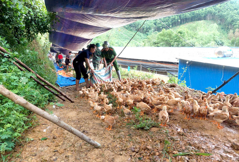 Lực lượng Công an huyện Chợ Mới giúp hộ chăn nuôi xã Quảng Chu di dời đàn gia cầm đến nơi an toàn. ga cho moi.jpg
