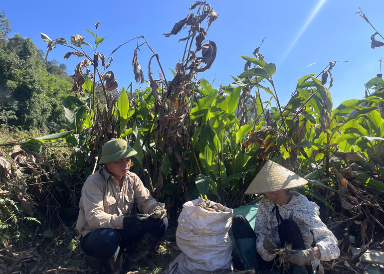 Vùng nguyên liệu dong riềng duy trì diện tích khoảng 400ha mỗi năm. dong.jpg