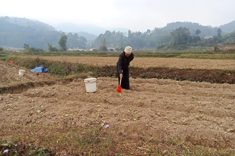 Nông dân xã Cốc Đán (Ngân Sơn) tưới nước cho cây thuốc lá để chống hạn. ruong-han.jpg