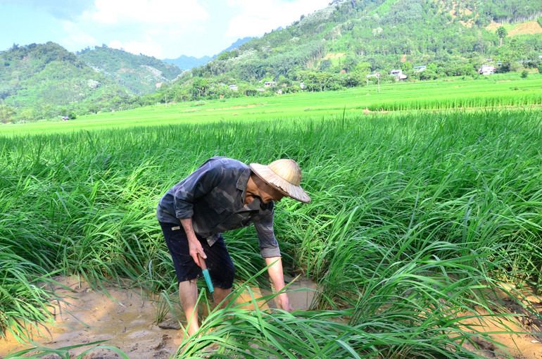Ruộng lúa của gia đình ông Hoàng Thanh Vui, thôn Bản Châng, xã Mỹ Thanh (Bạch Thông) bị nước, cát vùi lấp khá nhiều. ong.jpg