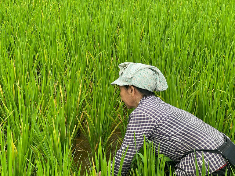 Do thời tiết thất thường, nhiều ruộng lúa đang đối mặt với sinh vật gây hại. co-vi.jpg