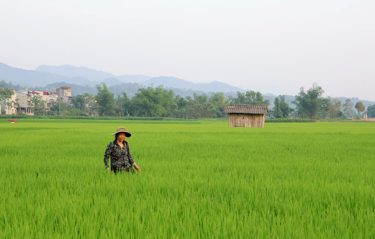 Nông dân Bạch Thông đi thăm đồng. mua-vang.jpg