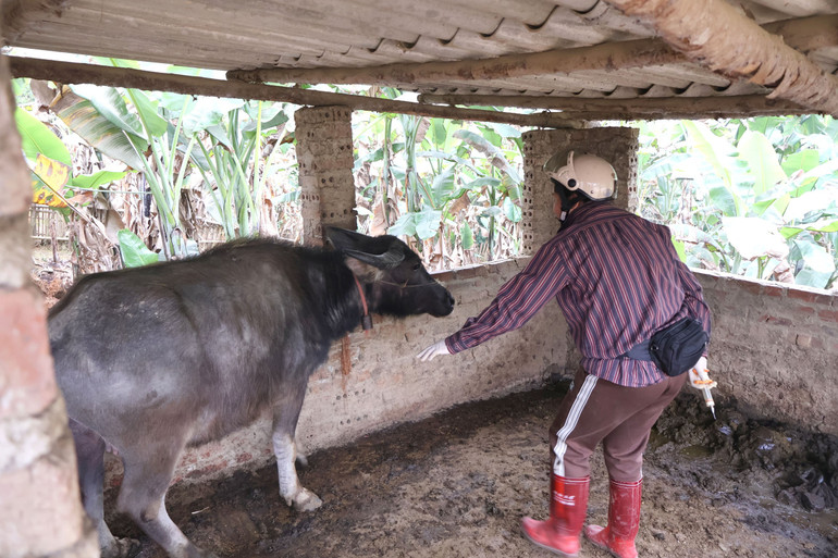 Thú y viên xã Nguyên Phúc (huyện Bạch Thông) tiêm phòng gia súc đợt 1. trau.jpg