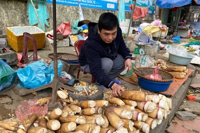 Mùa măng vầu trên rẻo cao Bắc Kạn