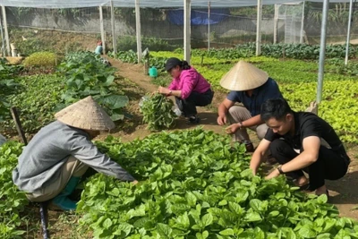 Thành công từ mô hình trồng rau trong nhà lưới