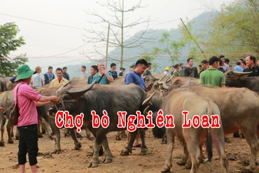 Chợ bò Nghiên Loan những ngày cuối năm