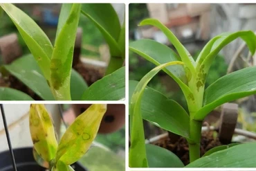 Những bệnh thường gặp ở hoa lan và cách xử lý hiệu quả